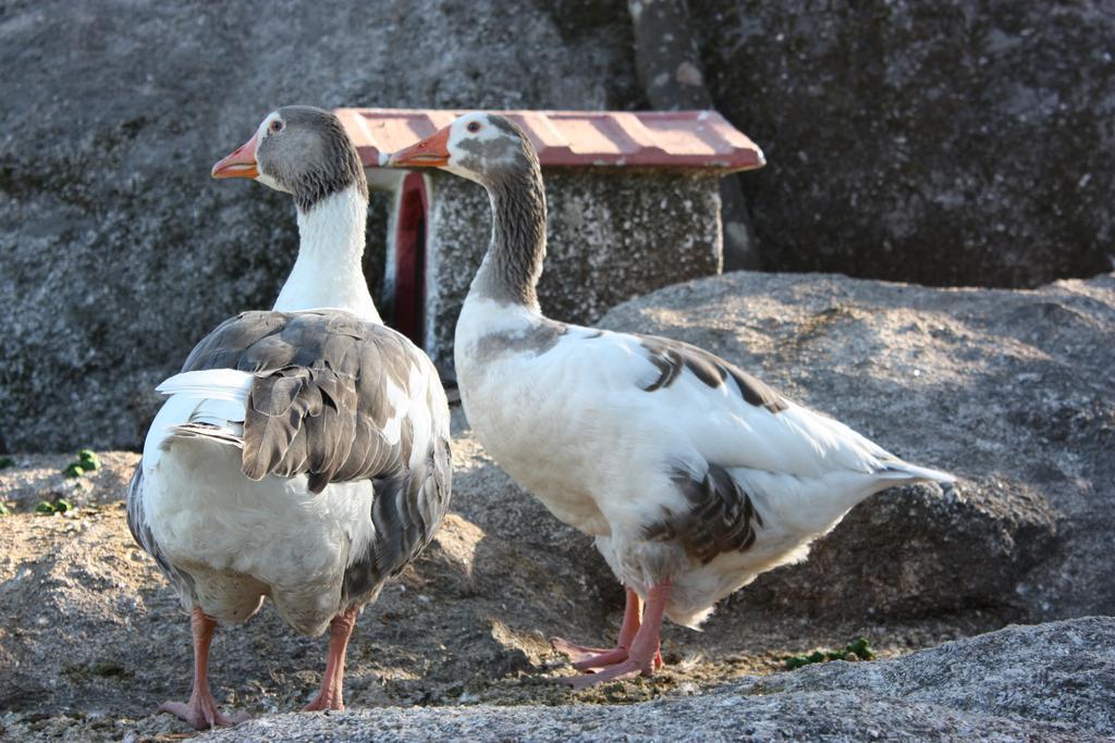 Quinta De Santo Estevao Hotel Rural Aguiar da Beira Dış mekan fotoğraf